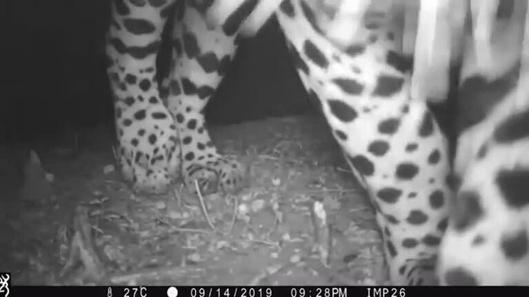 Un yaguareté sorprendió a todos en Chaco