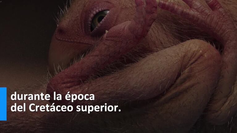 Descubren un embrión de dinosaurio muy bien preservado