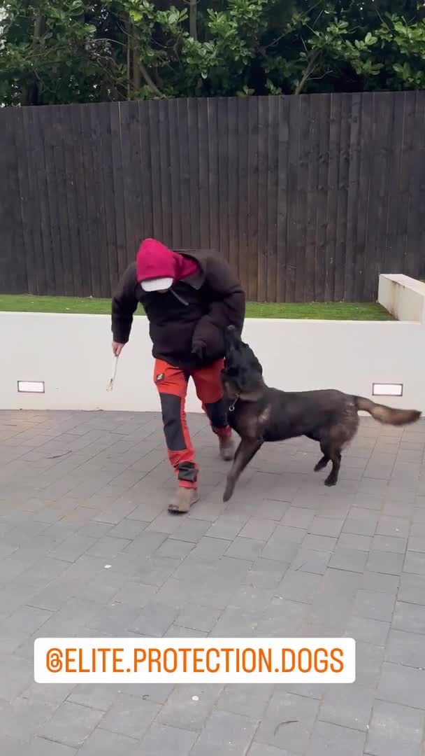 El entrenamiento del perro guardián del Dibu Martínez