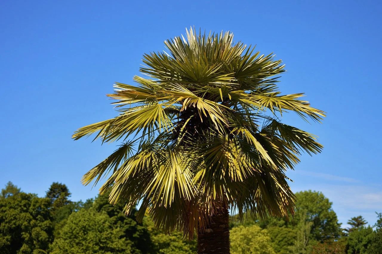 Intentó robarse una palmera plantada en una vereda de Córdoba 