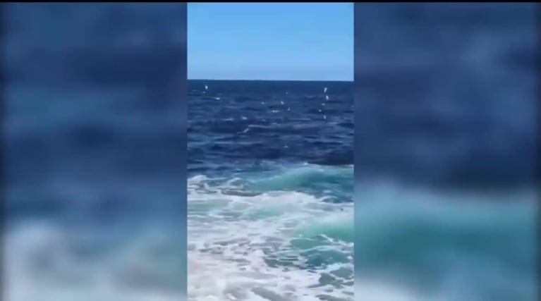 Tiburón ataca a un bañista en Australia
