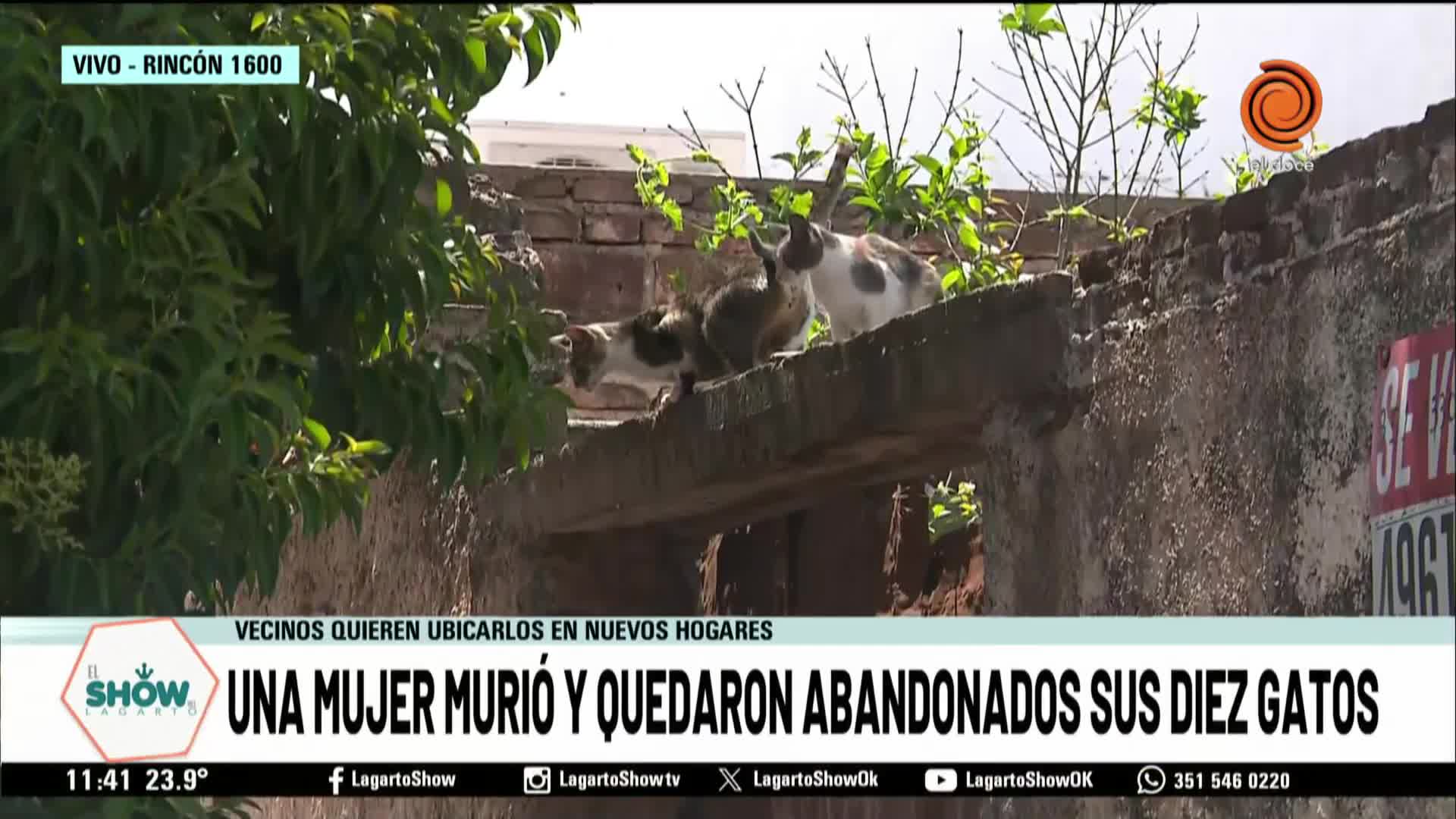 Vecinos asisten a una decena de gatos