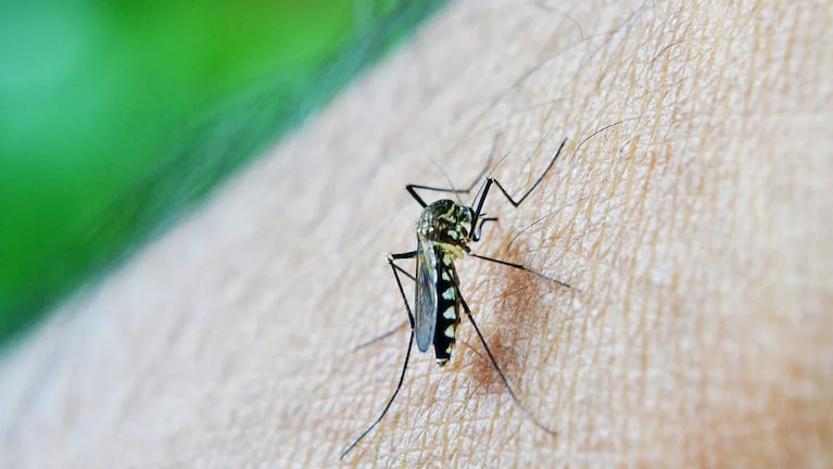 Preocupación por la disparada del dengue: “Es el brote más grande de la historia”