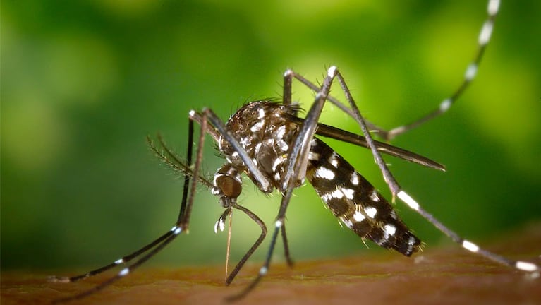 Bajó la temperatura pero el mosquito del dengue no se va: cómo es su comportamiento
