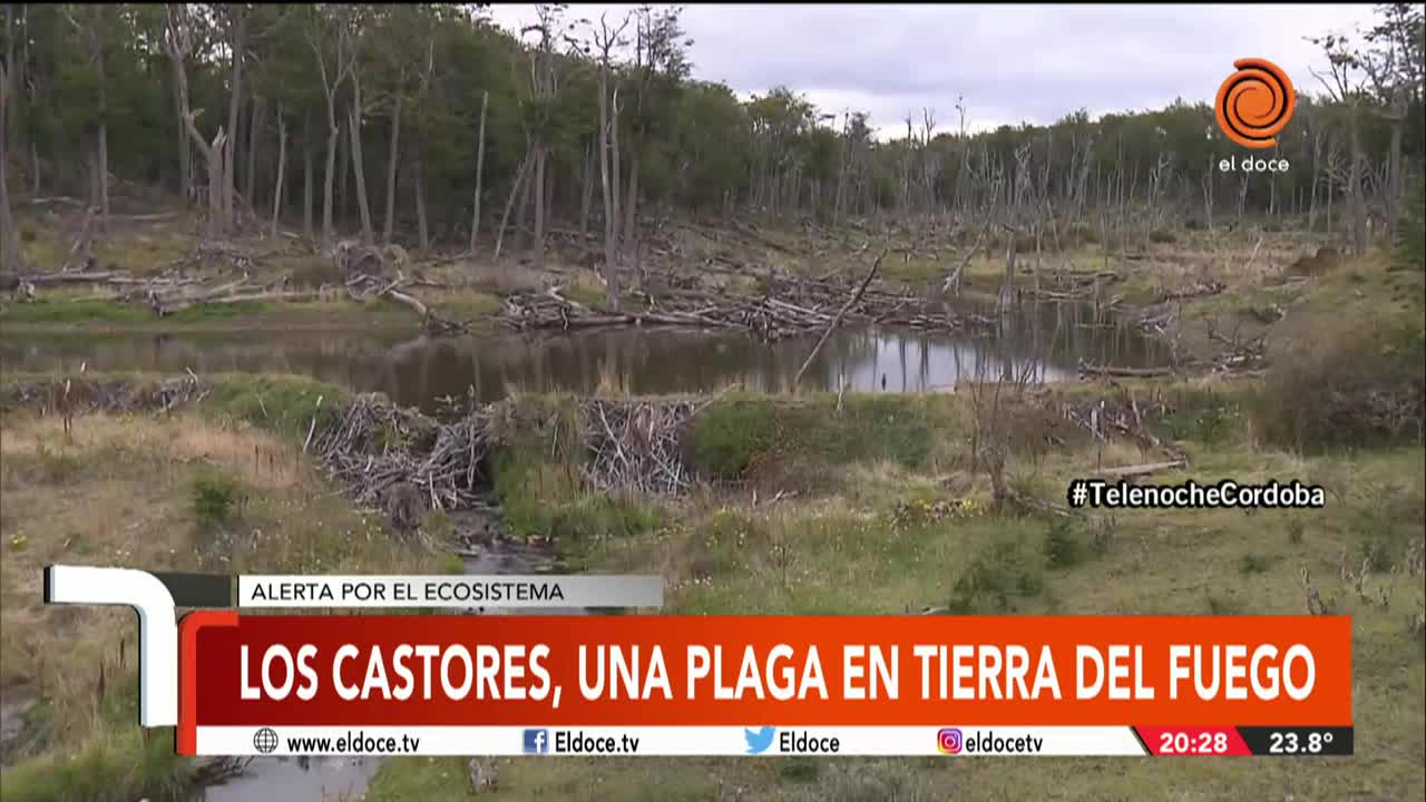 Los Castores, una plaga en Ushuaia que destruye los bosques