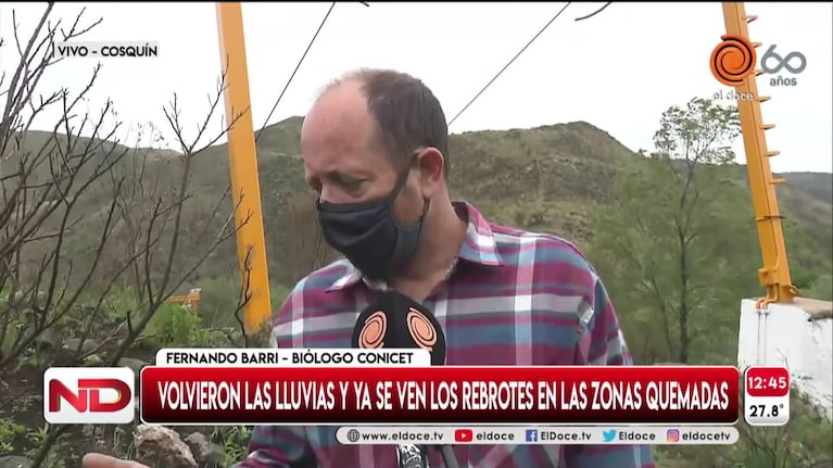 Tras los incendios, la vegetación empieza a rebrotar en las sierras de Córdoba