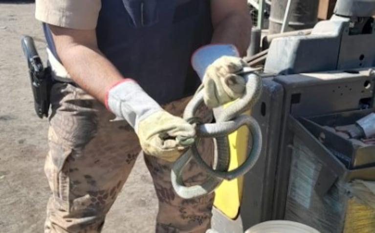 Video: había un ruido extraño y hallaron una “culebra de los pastos” entre las chapas