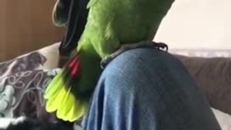 Un loro se puso a dieta para volver a volar