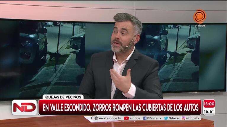 Vecinos de countries denuncian que zorros les rompen las cubiertas