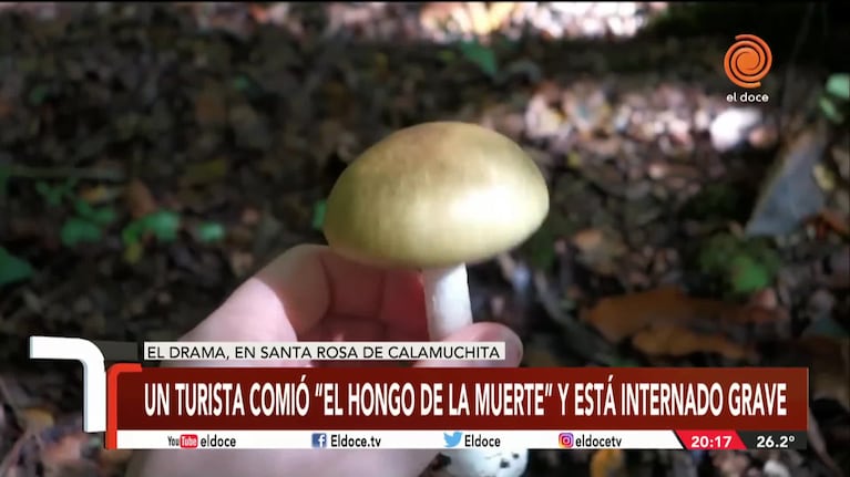 Cómo reconocer hongos venenosos