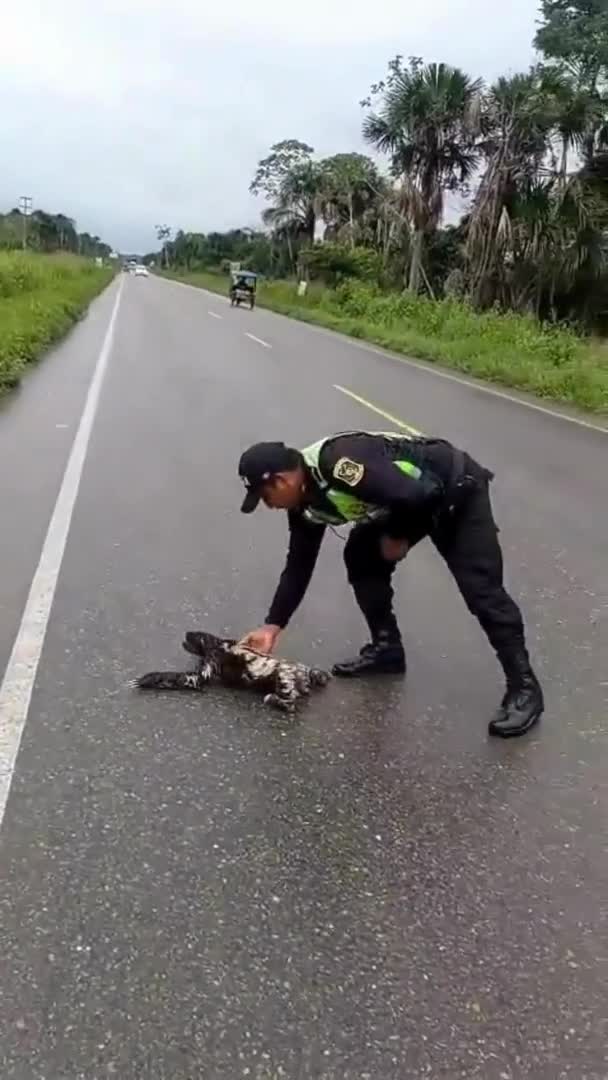 Rescate a un oso perezoso en Perú