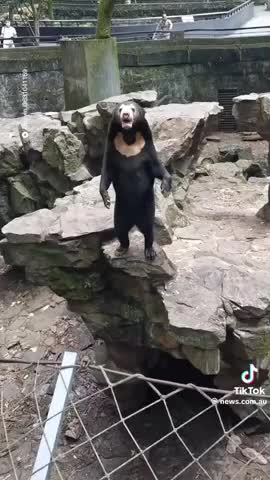 ¿Oso o persona disfrazada en el zoológico?