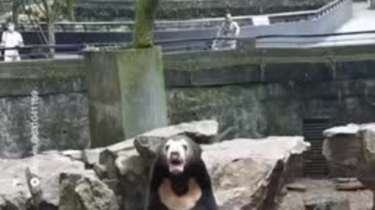 ¿Oso o persona disfrazada en el zoológico?