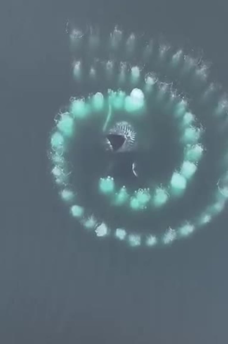 Ballenas jorobadas sorprendieron con un espiral