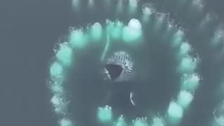 Ballenas jorobadas sorprendieron con un espiral