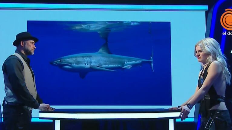 Confundió un tiburón con una ballena: el tremendo error de una participante en “The floor”