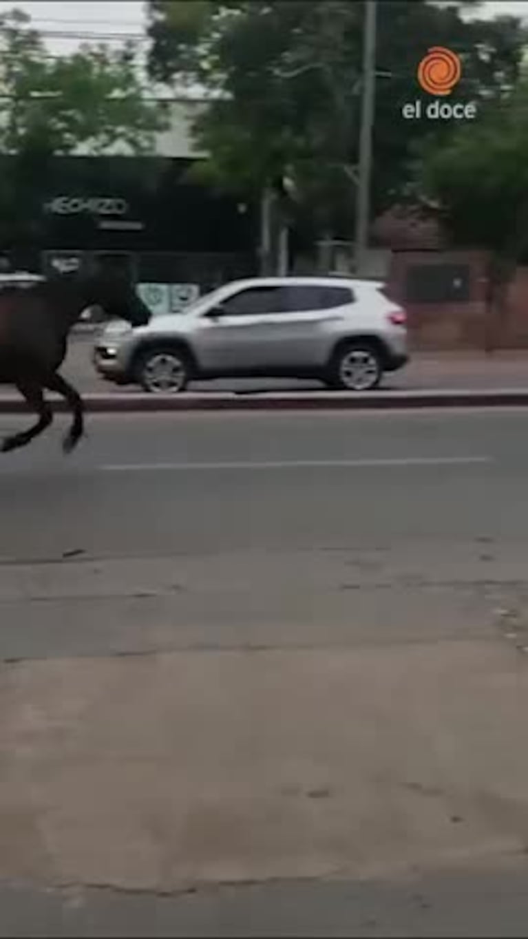 Caballo galopó por las calles de Córdoba