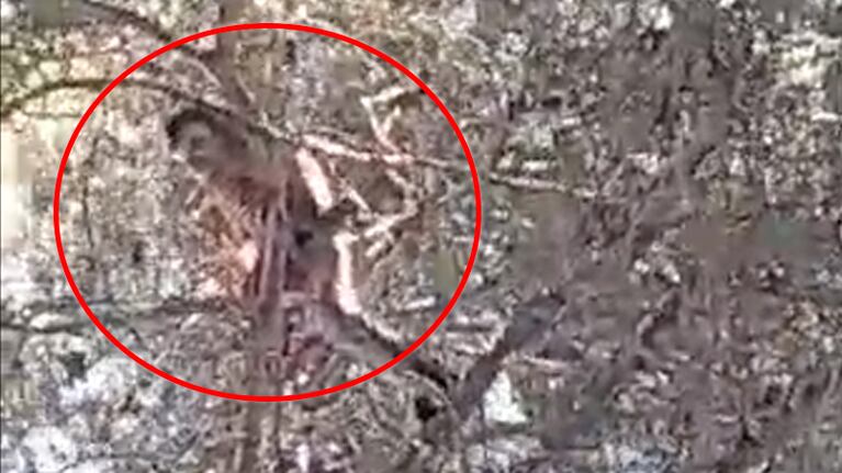 Apareció un mono en los árboles de un barrio de Córdoba y mantiene en vilo a los vecinos: video