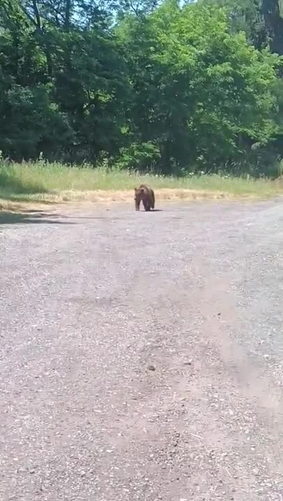 Turista frente a una cría de oso