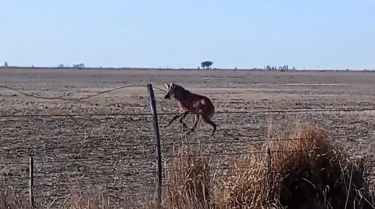 Un aguará guazú a los brincos por un campo del interior de Córdoba