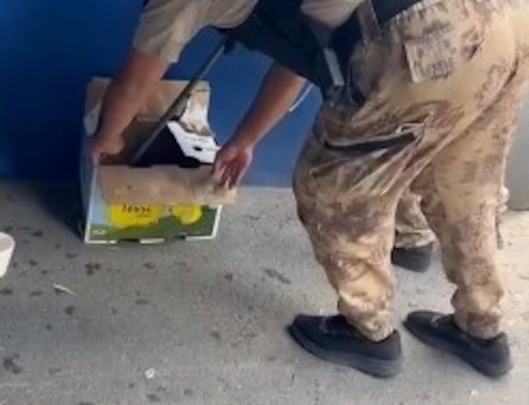 Rescataron a una zarigüeya de plena calle de Córdoba: el video