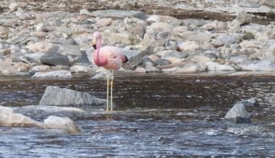 El flamenco avistado en el río Yuspe