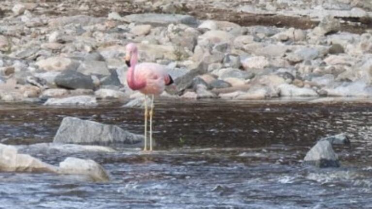 El majestuoso nado del flamenco que apareció en el río Yuspe