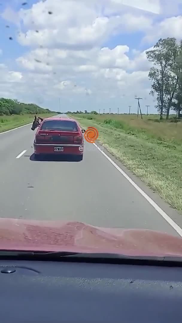 Era un poni el animal que trasladó en un auto por la ruta