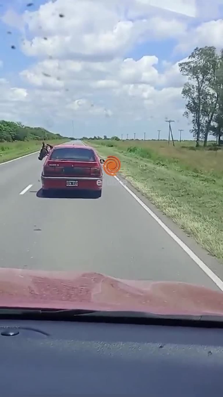 Era un poni lo que trasladó en un auto por la ruta