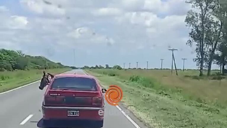 Era un poni lo que trasladó en un auto por la ruta