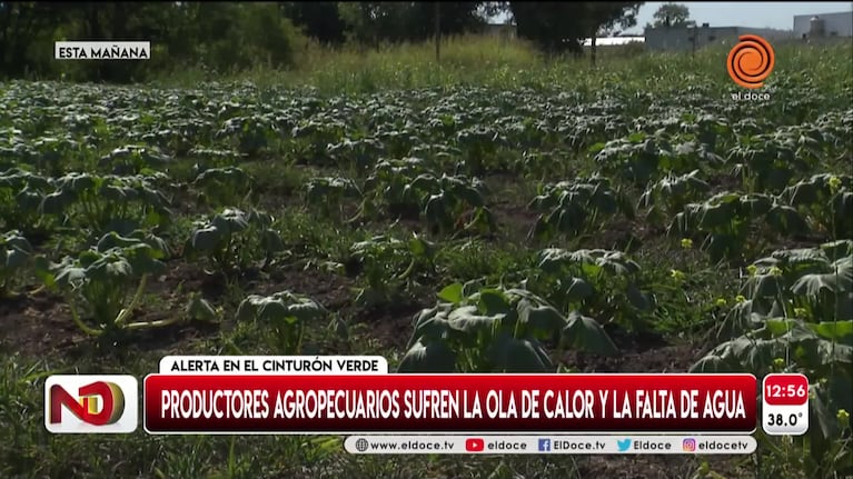 El drama de los productores del cinturón verde de Córdoba