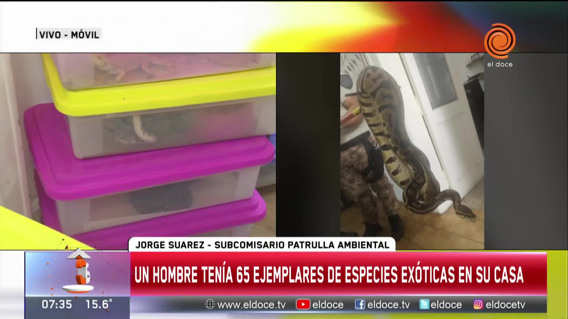 Secuestraron 65 ejemplares de animales exóticos