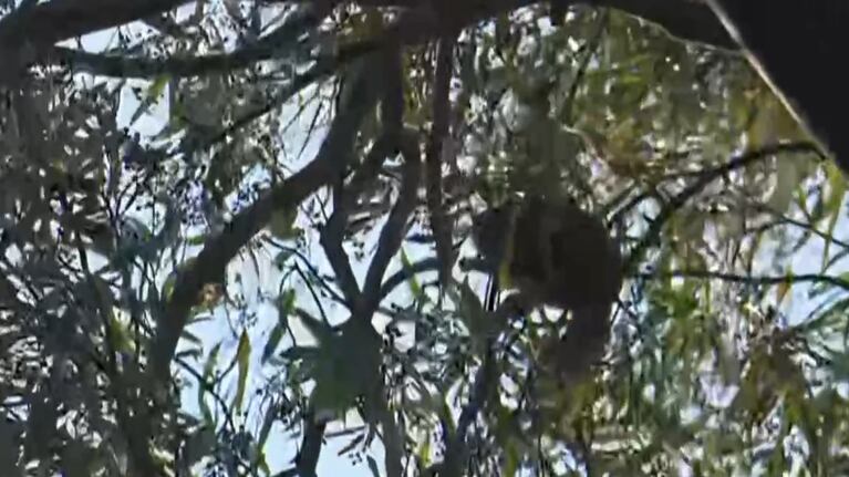 Insólito: encontraron un mono atrapado en un árbol de una escuela de Córdoba