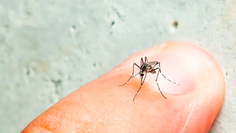 Dengue: especialista explicó por qué el frío de los últimos días no mató a los mosquitos
