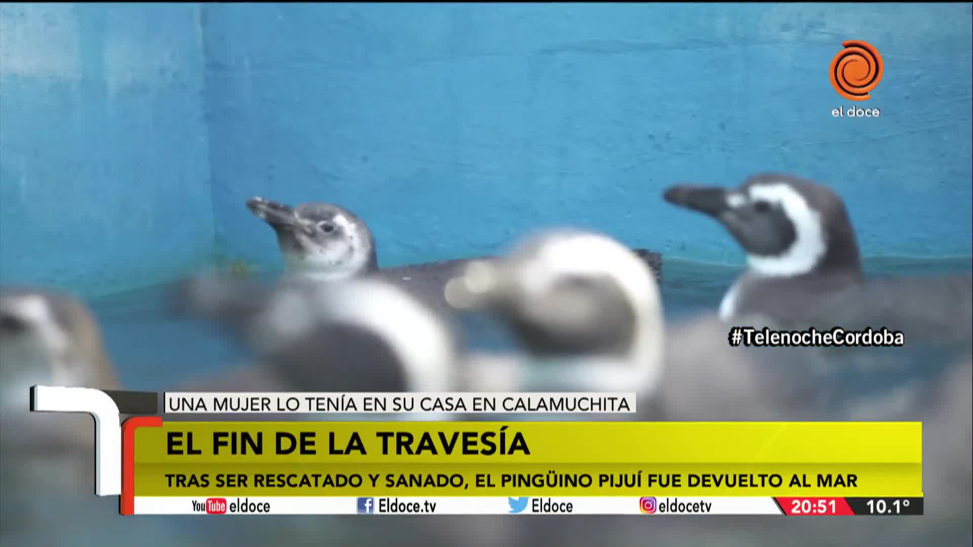 El pingüino de Santa Rosa volvió al mar