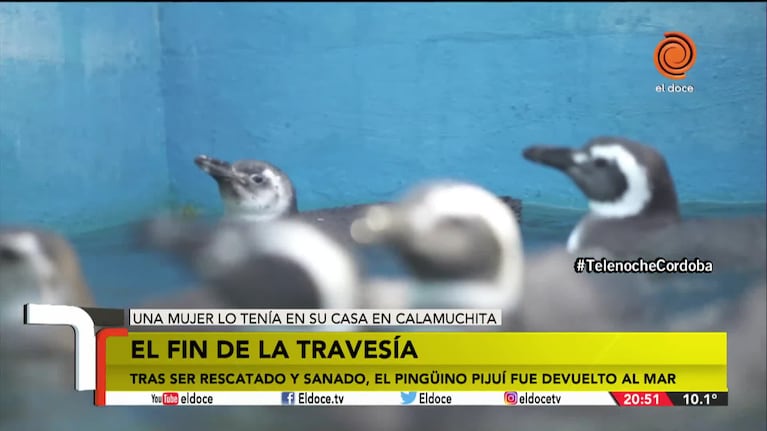 El pingüino de Santa Rosa volvió al mar