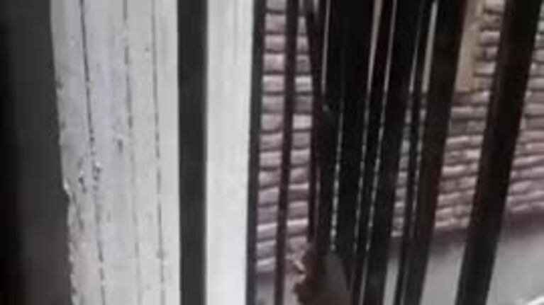 Ratas en un edificio de Nueva Córdoba
