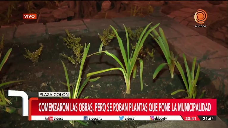 Obras en Plaza Colón: se roban las plantas que pone la Municipalidad 
