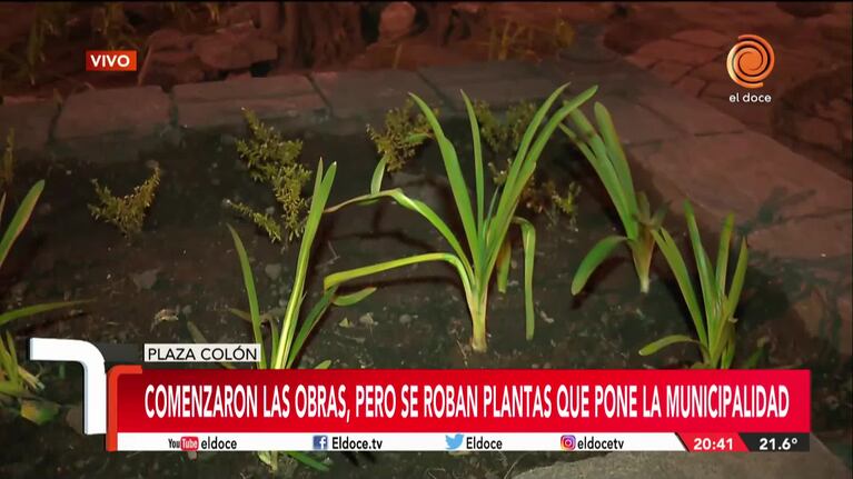 Obras en Plaza Colón: se roban las plantas que pone la Municipalidad