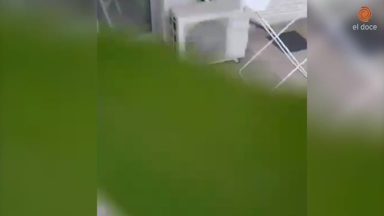 Rescataron a un zorro gris en la ciudad de Córdoba