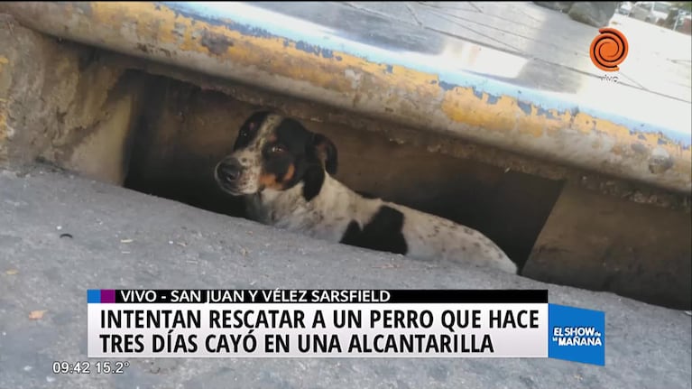 Intenta rescatar a un perro en el centro de la ciudad