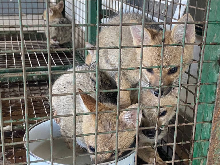 Rescataron 5 cachorros de zorro gris de la Costanera: qué harán desde Policía Ambiental