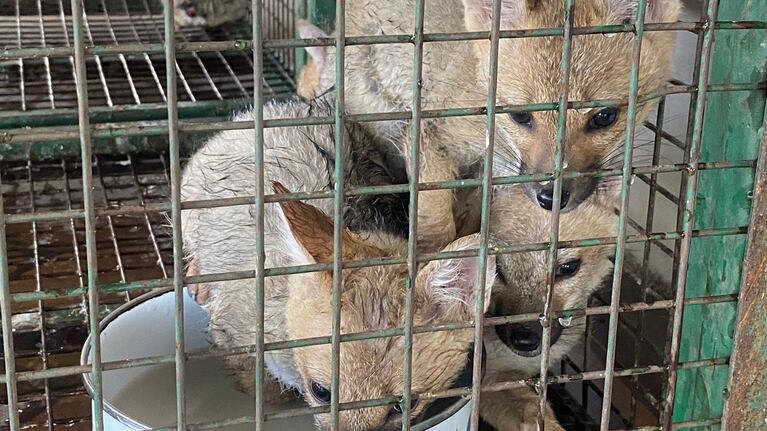 Rescataron 5 cachorros de zorro gris de la Costanera: qué harán desde Policía Ambiental