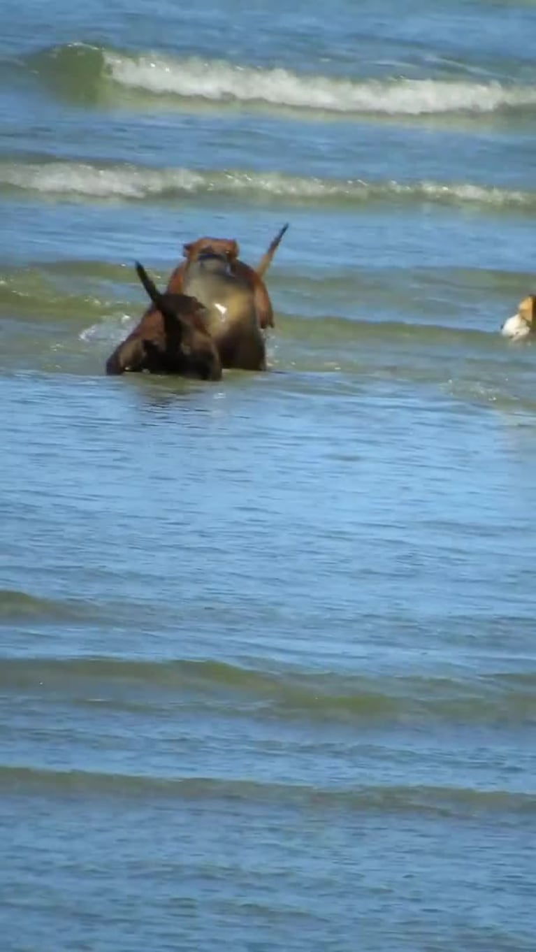 El ataque de perros a un lobo marino