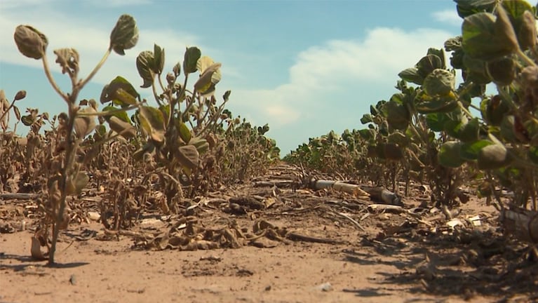 El calor pone en peligro la cosecha y en el campo hablan de “situación límite”