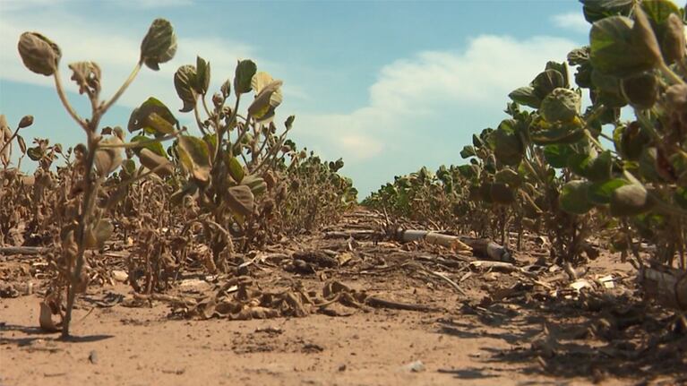 El calor pone en peligro la cosecha y en el campo hablan de “situación límite”