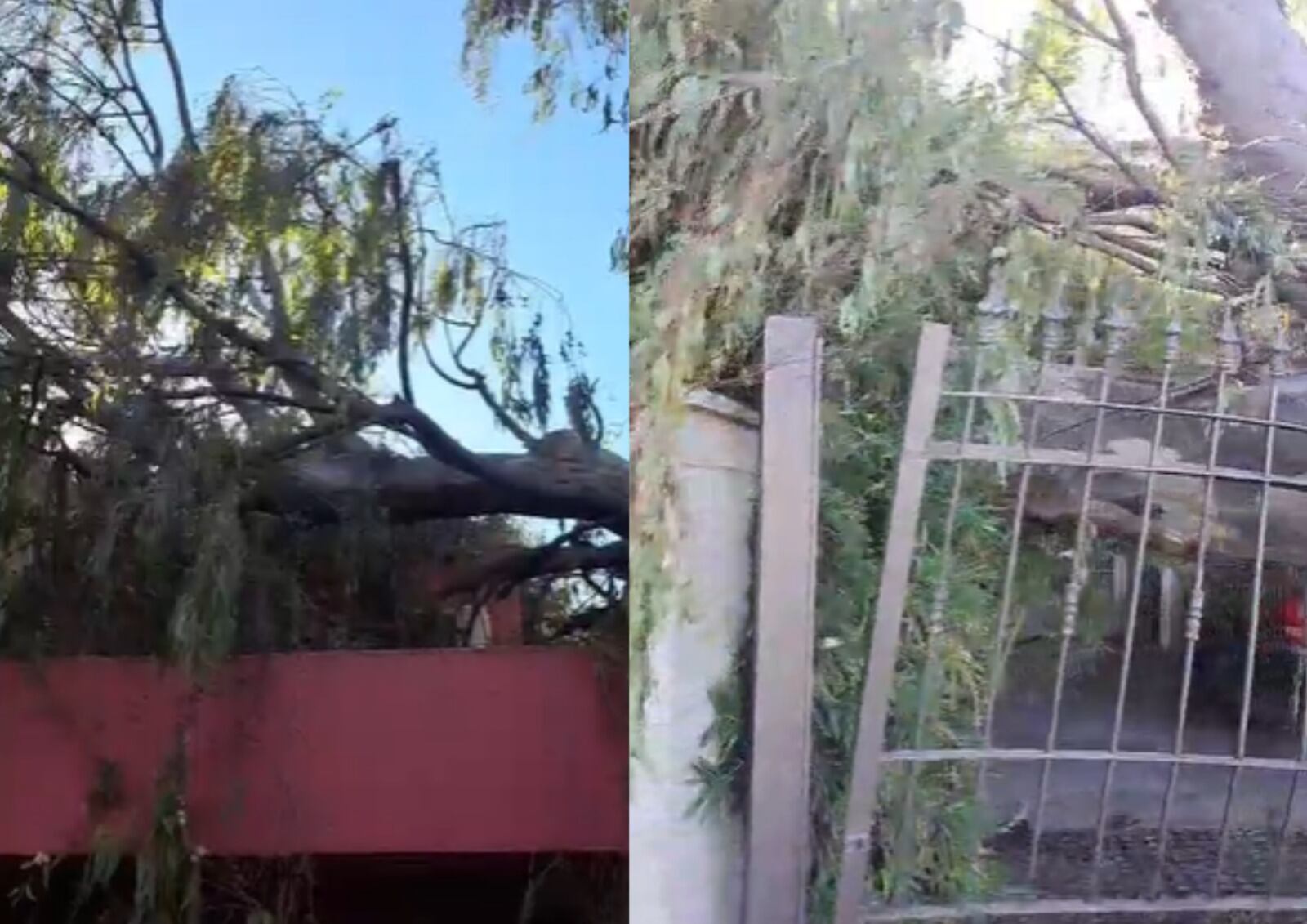 Tormenta en Córdoba: un árbol se desplomó sobre una casa y causó destrozos