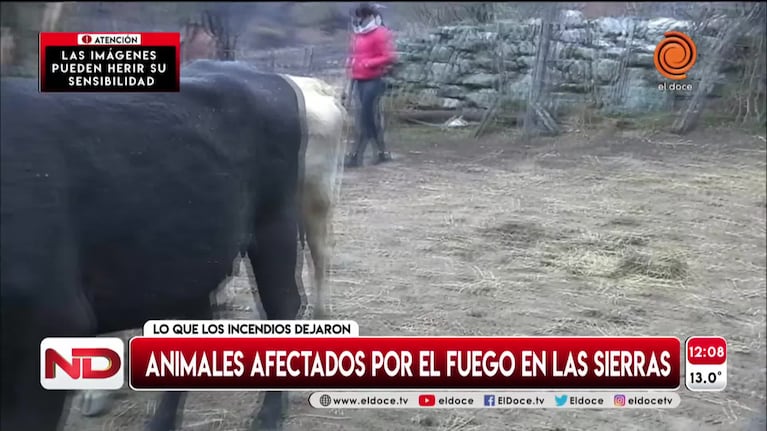 Potrero de Garay: los animales afectados por el incendio