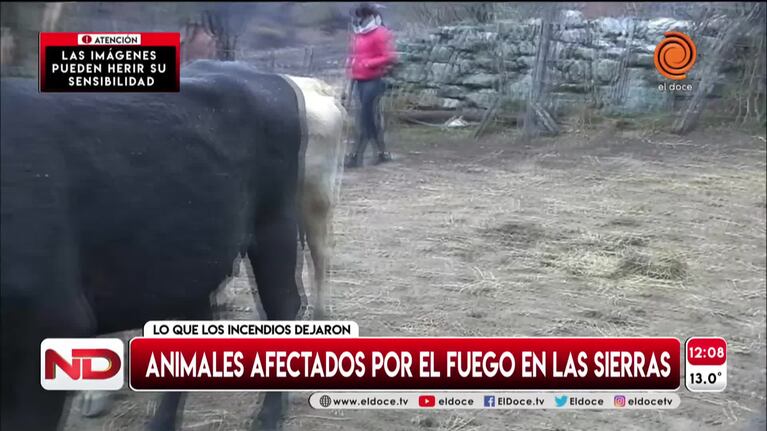 Potrero de Garay: los animales afectados por el incendio