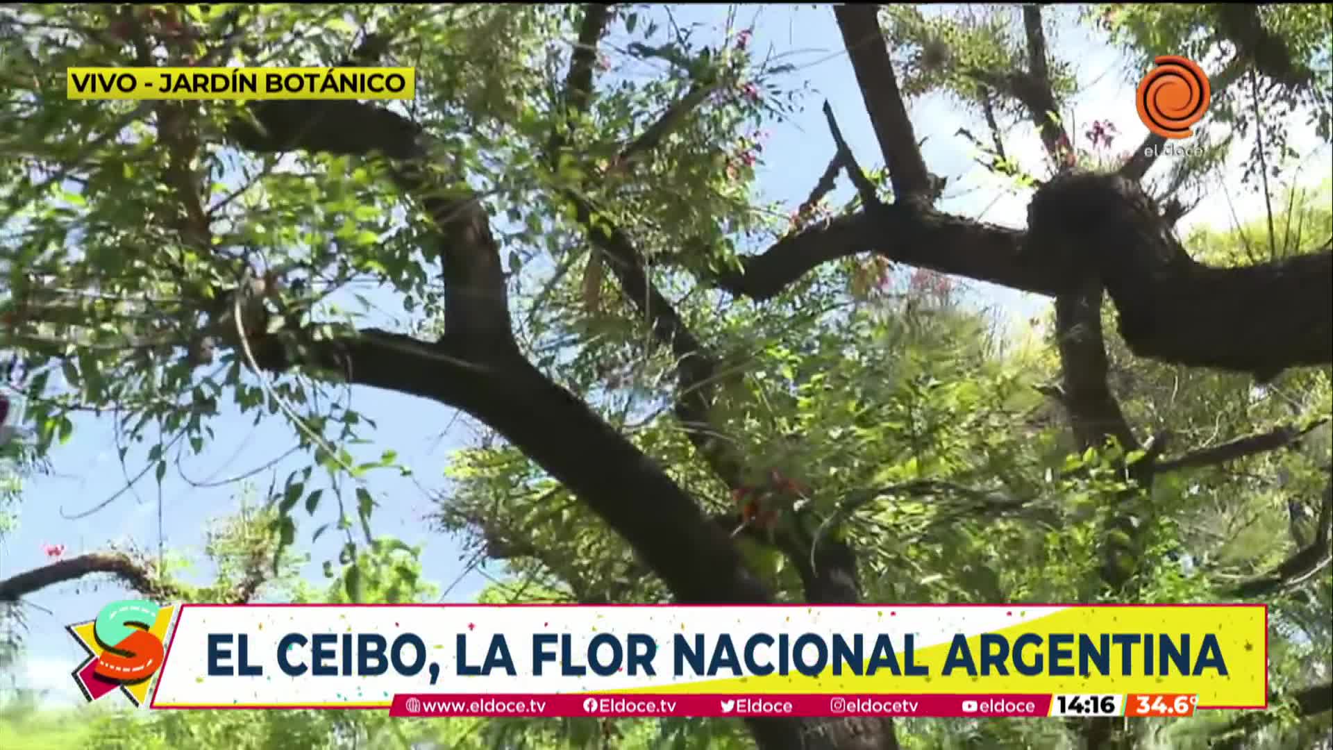 La leyenda de la flor nacional del ceibo